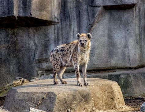 Spotted Hyena Milwaukee County Zoo
