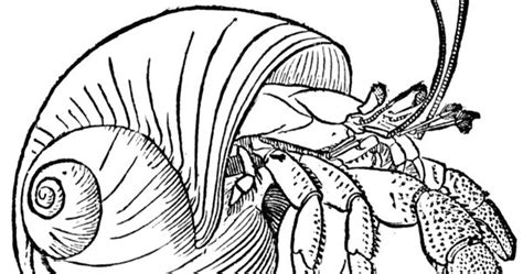 The northern territories government has a handout sheet for kids, which shows us what kind. line drawings of shells | Hermit Crab | Embroidery ...