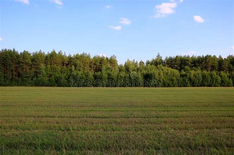 Green Field With Vegetation In The Countryside In Spring Stock Photo