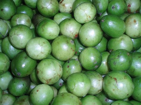 Cajarana Fruta Do Nordeste
