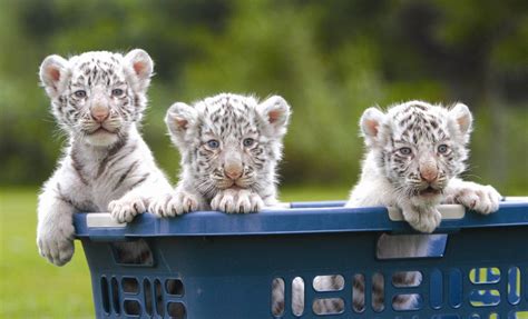 White Tiger Cubs Wallpapers Wallpaper Cave