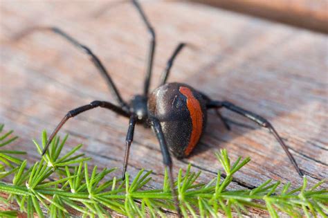 Are False Black Widows Poisonous False Widow Spiders Natural History