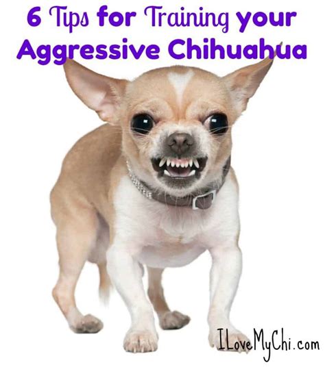 6 Tips For Training Your Aggressive Chihuahua I Love My Chi