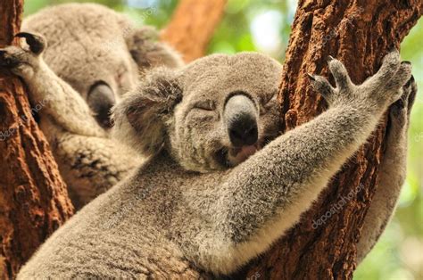 Sleeping Koalas — Stock Photo © Daphot 55024593