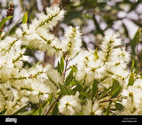 Melaleuca Flower High Resolution Stock Photography And Images Alamy