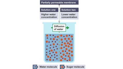 What Is Diffusion Bbc Bitesize