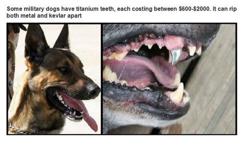Military German Shepherd Titanium Teeth