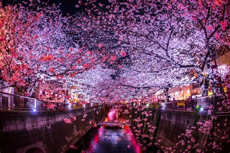 Japans Best Cherry Blossom Festivals For 2021 With Map And Images