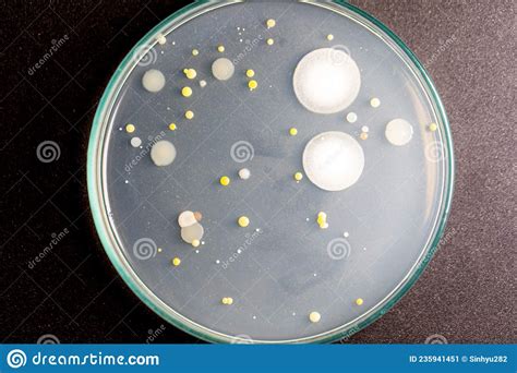 Agar Plates With Penicillium Fungi On White Royalty Free Stock Image