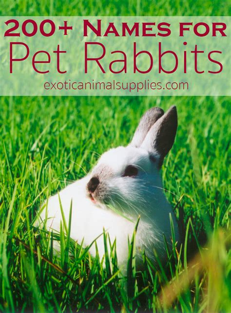 To consider pet proprietors, here we have narrow down your choices from 3000 korean puppy names. 200+ Bunny Names & Ideas for Pet Rabbit Names - Exotic ...