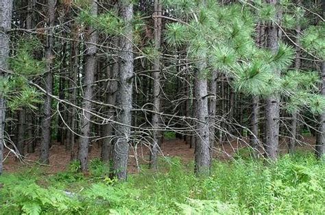 Minnesota Designated The Red Pine Or Norway Pine Pinus Resinosa As