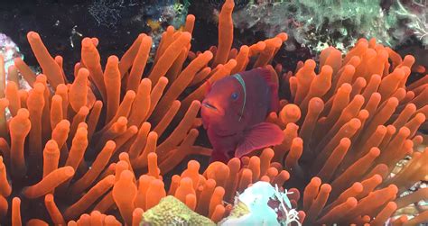 Coral Reef Symbiosis Pbs Learningmedia