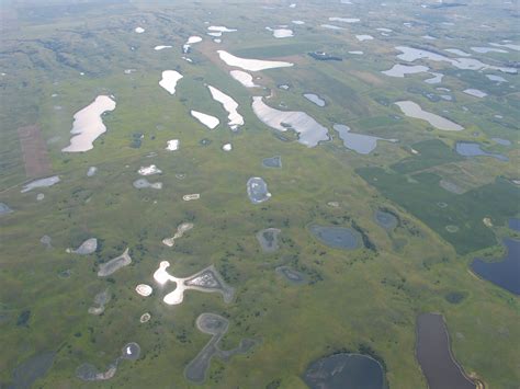 Wetlands In The Prairie Pothole Region Of North American Us