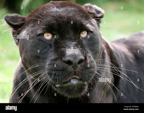 Female Black Jaguar Stock Photo Alamy