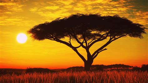 1920x1080 Serengeti Sunset 4k Laptop Full Hd 1080p Hd 4k