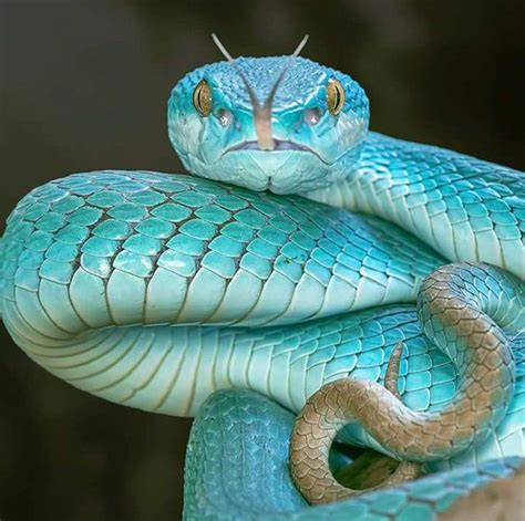They are arboreal which means they live in trees, palms. 431 best images about Snakes Are Beautiful Too!! on ...