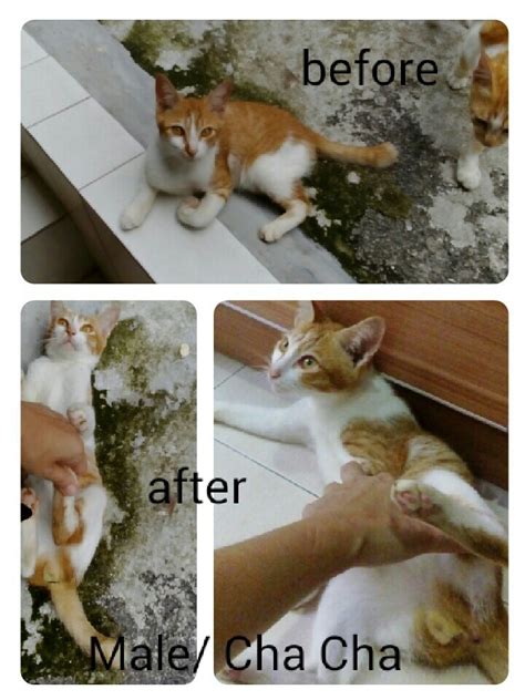 Neutering Aid For 2 Cats In Kl Yong Soo Shings Animalcare