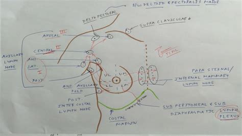 Axillary Lymph Nodes Diagram Diagram Media