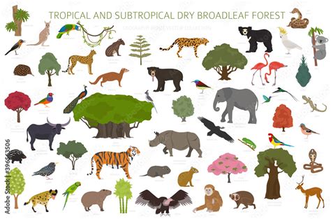 Tropical And Subtropical Dry Broadleaf Forest Biome Natural Region