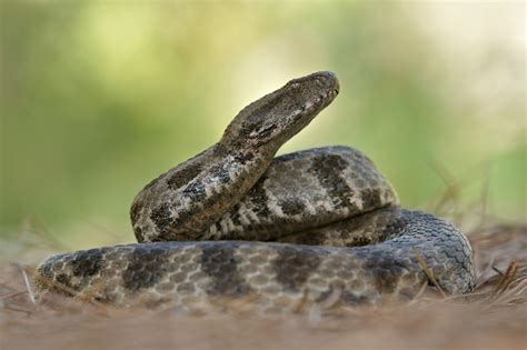 Sie ist die grofste viper europas, kommt hier allerdings nur in dagestan und damit am aufsersten. Levanteotter Mauereidechse