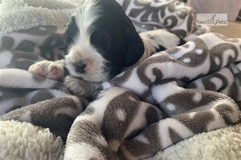 They will also have a puppy pack which includes a scented blanket a teething toy and a portion of their food to help get them settled in to the forever home. Snoopy: Cocker Spaniel puppy for sale near San Francisco Bay Area, California. | 628393fc-9311