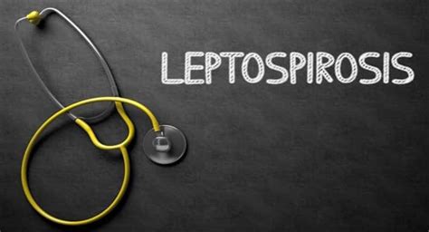 The Abc Of Leptospirosis All You Need To Know About This Deadly