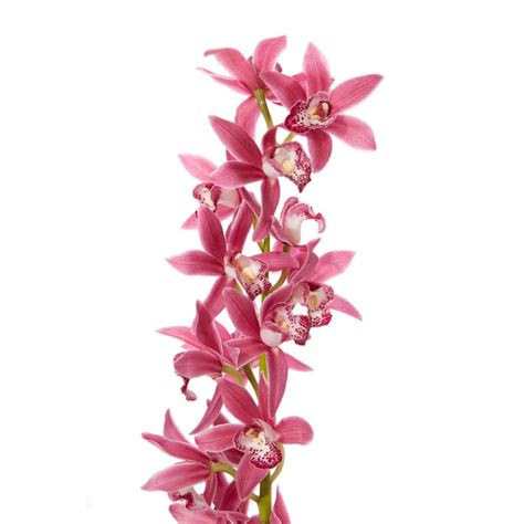 Dark Pink Mini Cymbidium Orchids 10 Stems Orchids Types Of Flowers Cymbidium Orchids