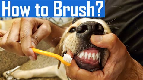 How To Brush Your Dogs Teeth At Home Brushing My Puppys Teeth For
