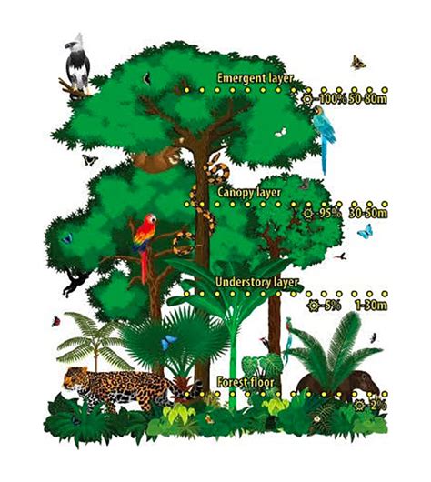 Levels Of Rainforest
