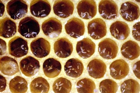 Why Save A Laying Worker Colony Honey Bee Suite