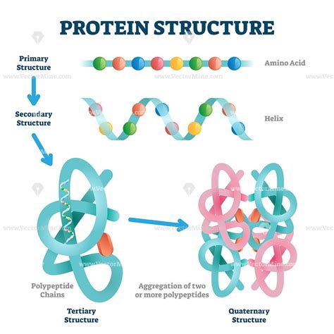 The linear arrangement of amino acids. Protein structure vector illustration - VectorMine