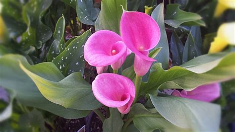Alcatraces Flores Rosa Foto Gratis En Pixabay