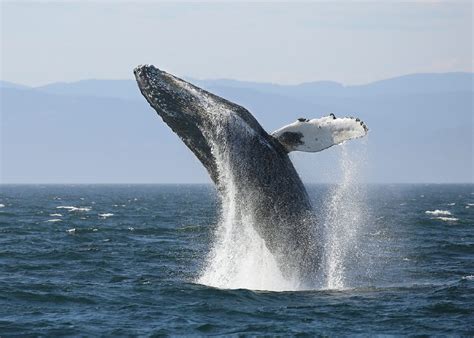 How To Go Whale Watching From Vancouver Explore Bc Super Natural Bc
