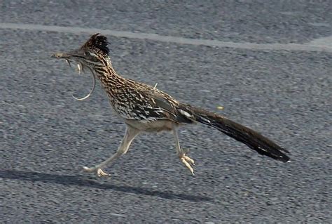 Roadrunner Wild Birds Greater Roadrunner Bird