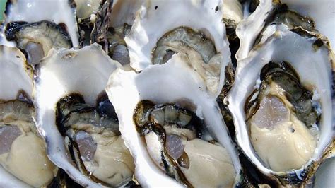 Deadly Herpes Virus Threatening Oyster Population Au