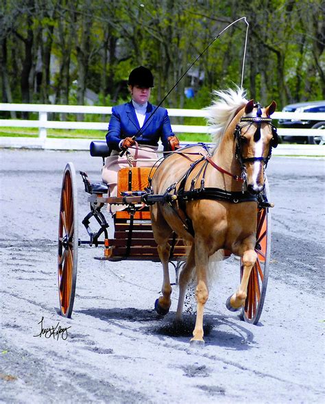 American Morgan Horse Association Carriage