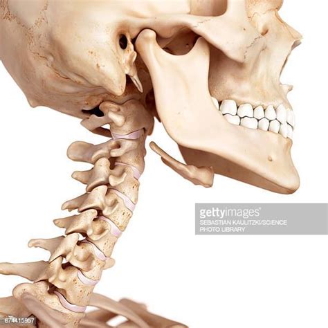 Cervical Spine Anatomy High Res Illustrations Getty Images