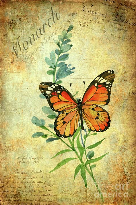 Monarch Butterfly Painting By John Edwards Fine Art America