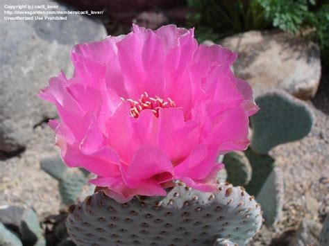 Prickly pear cactus represent about a dozen species of the opuntia genus (family cactaceae) in the north american deserts. PlantFiles Pictures: Opuntia Species, Prickly Pear Cactus ...