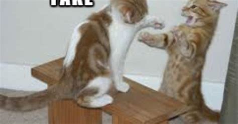 Cat Fight Meme On Imgur