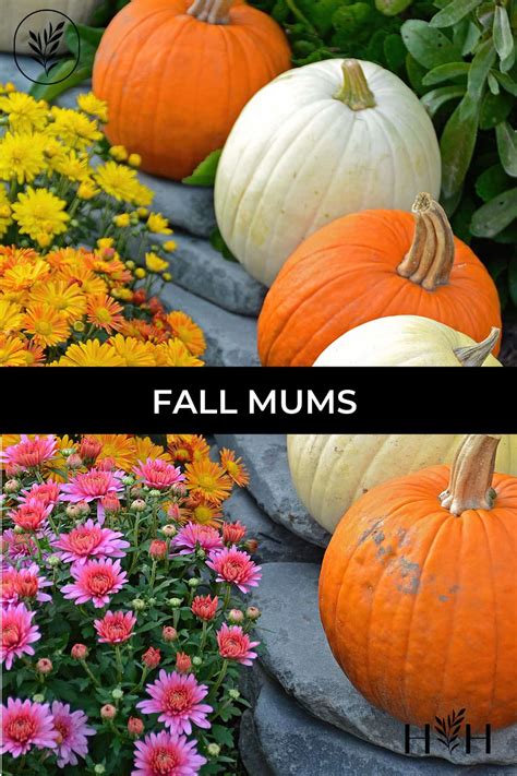 Celebrating The Season With Fall Mums 🍂🌼 Learn How To Care For These