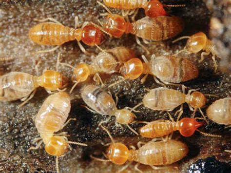 Ants are the #1 nuisance pest in the united states, so ant control is paramount to many homeowners. Termites | Little Bugger Pest Control