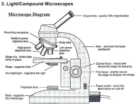 Compound Light Microscope Parts And Functions Drawing Shelly Lighting