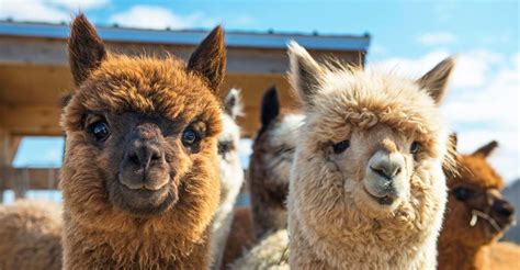 What We Treat Llamas And Alpacas Large Animal Veterinary Care
