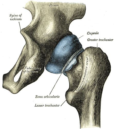 Hip Joint Anatomy And Function Oasis Orthopaedics Melbourne