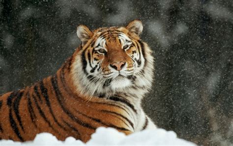Siberian Tiger In Snow Wallpapers