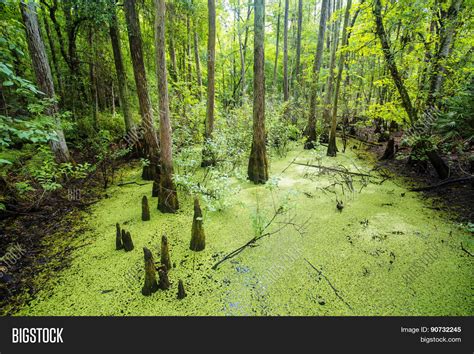 Lush Green Swamp Image And Photo Free Trial Bigstock