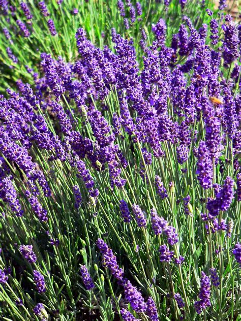 Love In Bloom Lavender Fields Open To Public April 29 East County