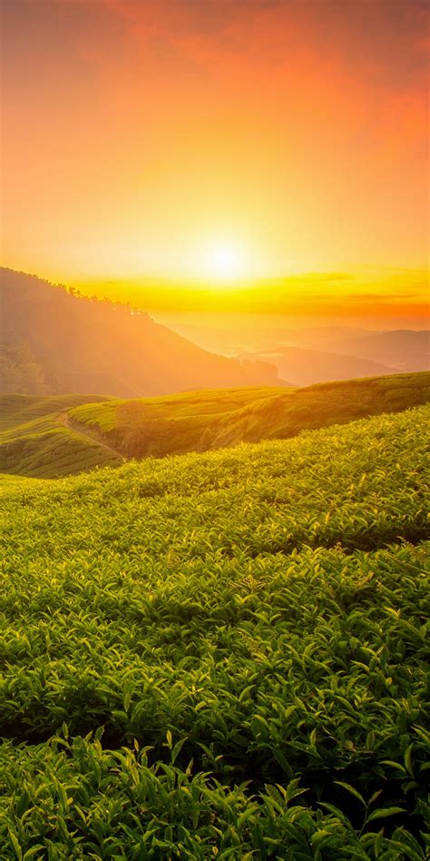 Tea Form 4k Wallpaper Cameron Highlands Sunrise Landscape Hills