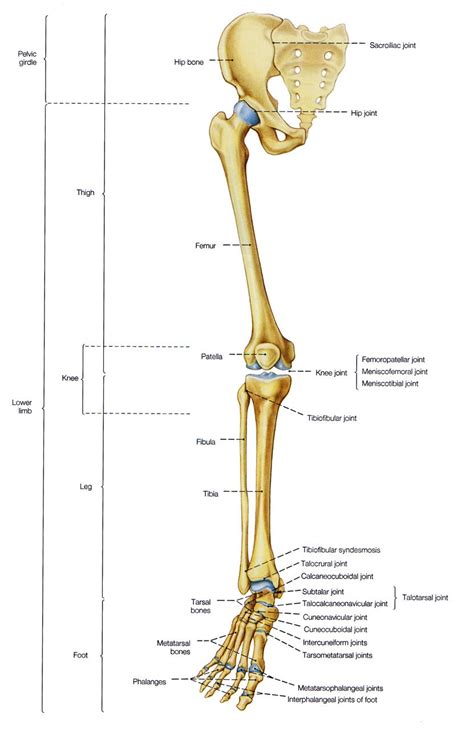 Pin By Anastasia Kreker On Anatomy Anatomy Bones Leg Anatomy